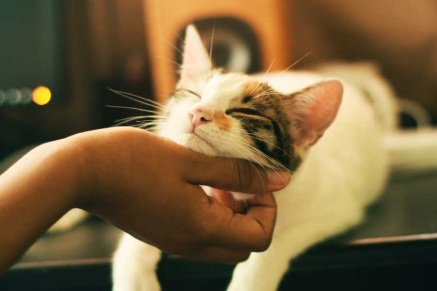 More Tips for Busy Cat Owners