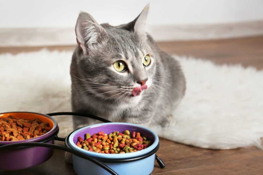 The Role of Diet in Cat Shedding