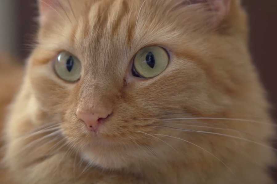 Alternatives to Cow's Milk