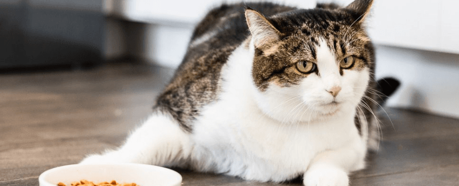 Why Your Cat Won't Eat? 10 Possible Reasons