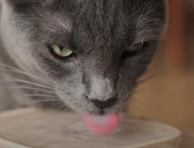 Why Cat won't Drink Water? How Much Water Should My Cat Drink?