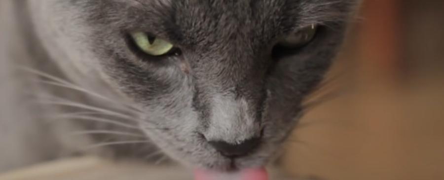 Why Cat won't Drink Water? How Much Water Should My Cat Drink?