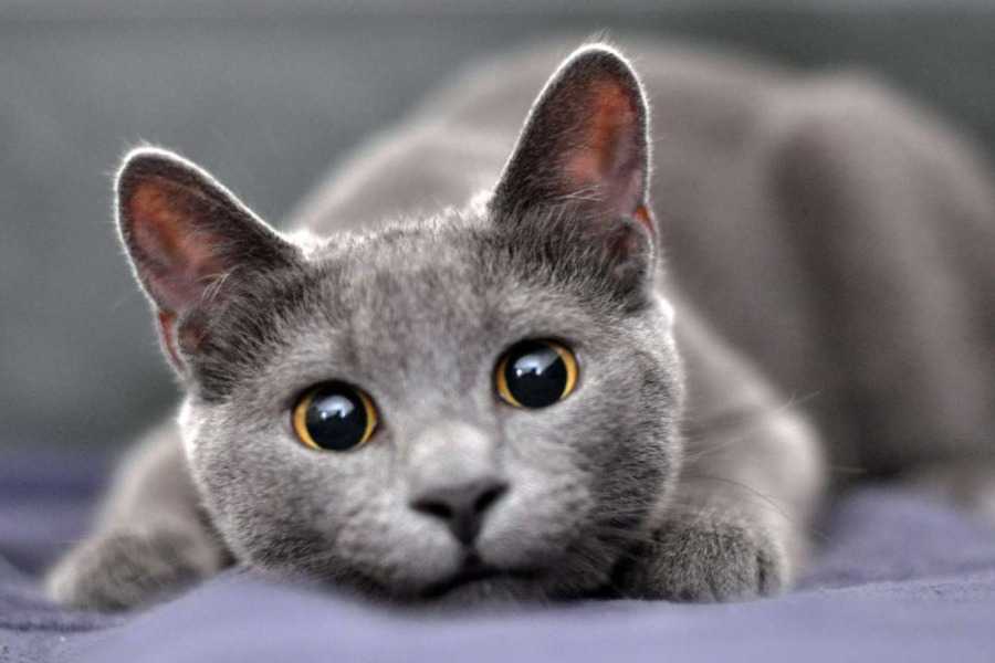 Russian Blue