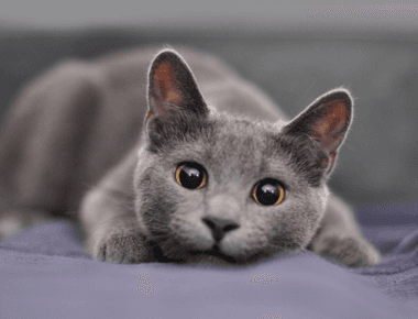 What Cat Breed Lives The Longest? Top 11 Longest Living Cat