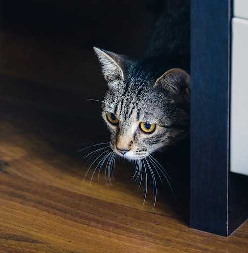 Warning Signs Your Cat is Crying for Help