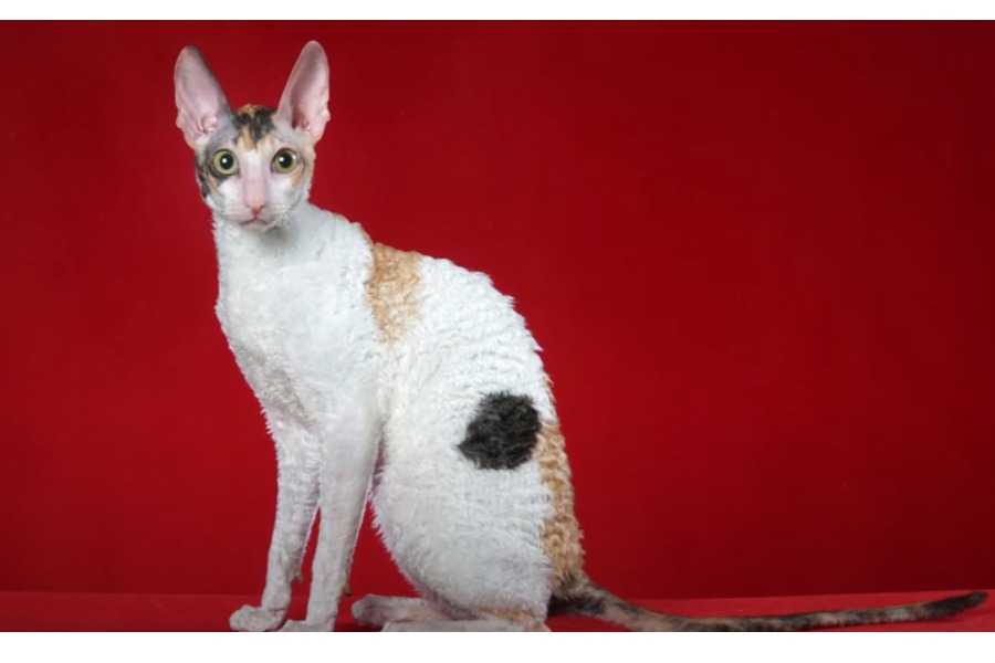 Cornish Rex