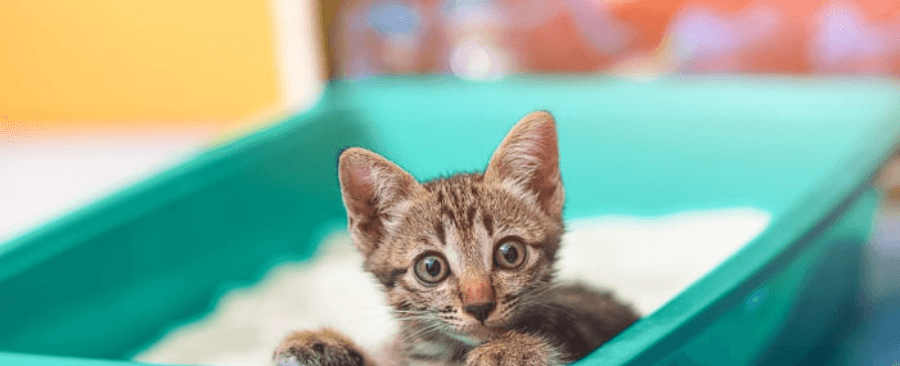 How Often Should A Cat Pee? 🐱💦