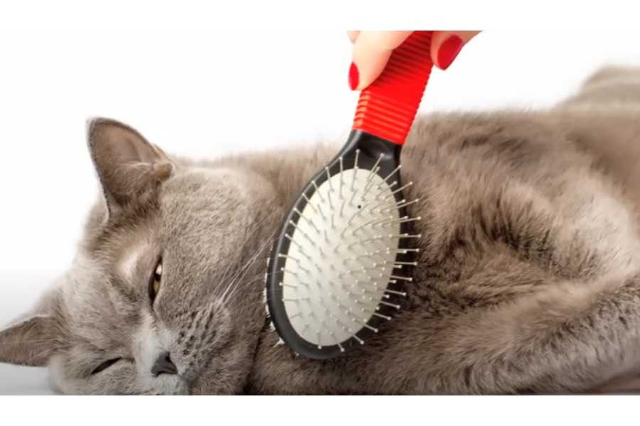 Why Cats Are the Best Pets