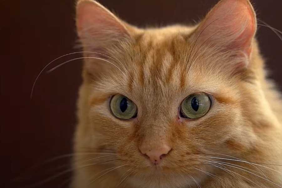 Why Does Your Cat Have Bad Breath