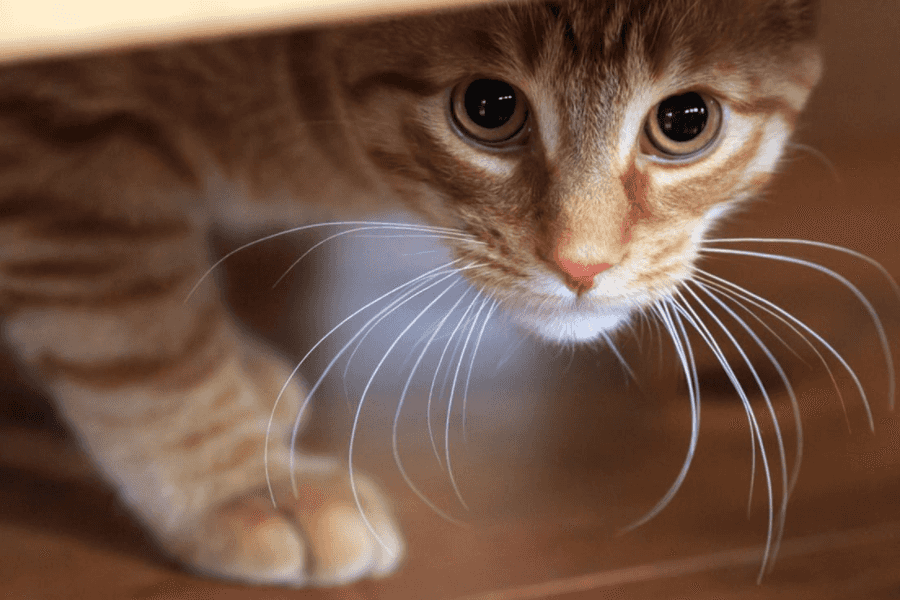 How Long Does a Cat Stay in Heat?