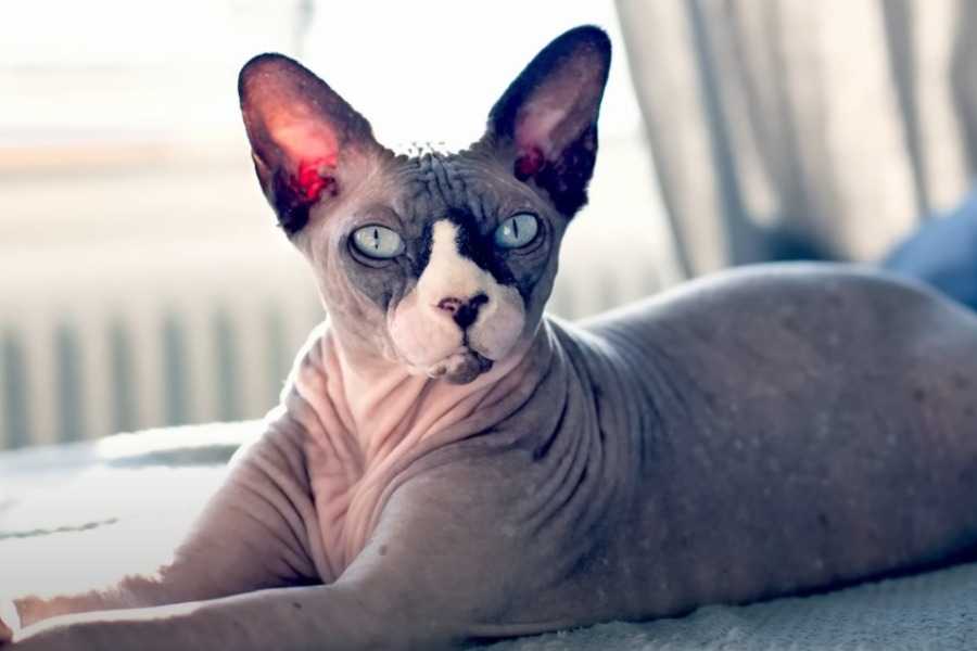 Sphynx Cat