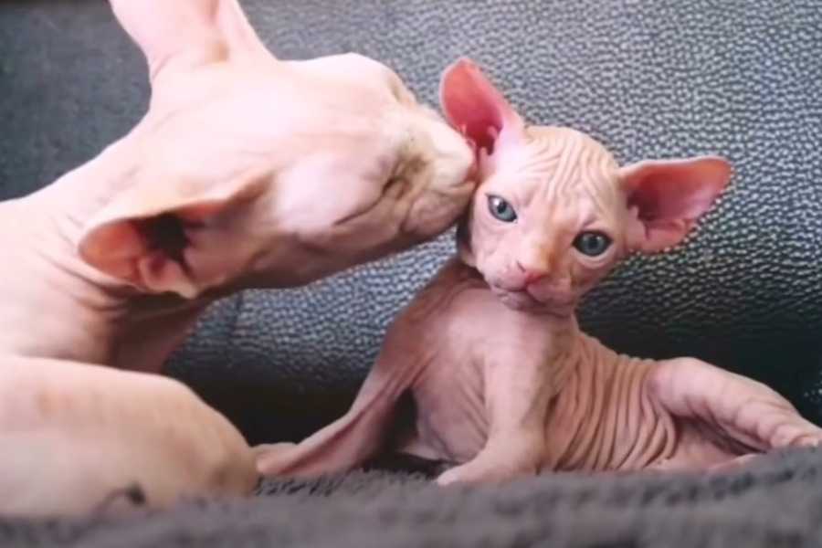 Sphynx