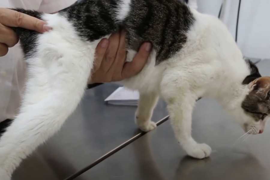 Vomiting vs. Regurgitation: What's the Difference?