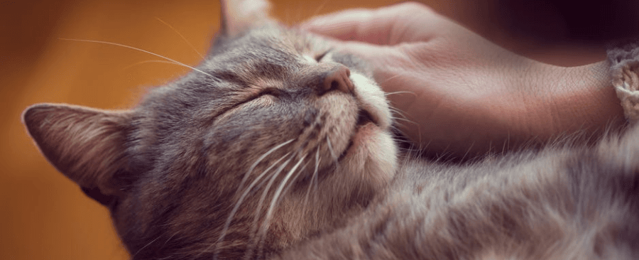 Can Cats Purring Heal You š± 6 Amazing Facts about Cat Purring
