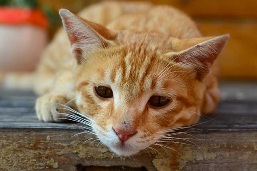 Common Misconceptions About Cat Hydration