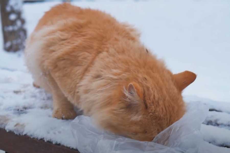 Signs of Vomiting in Cats