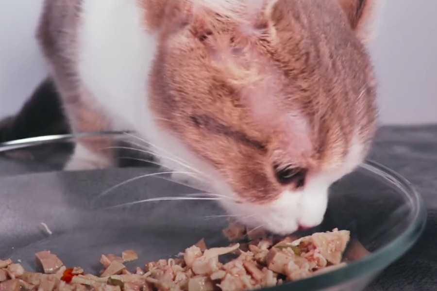 Common Misconceptions About Cat Vomiting