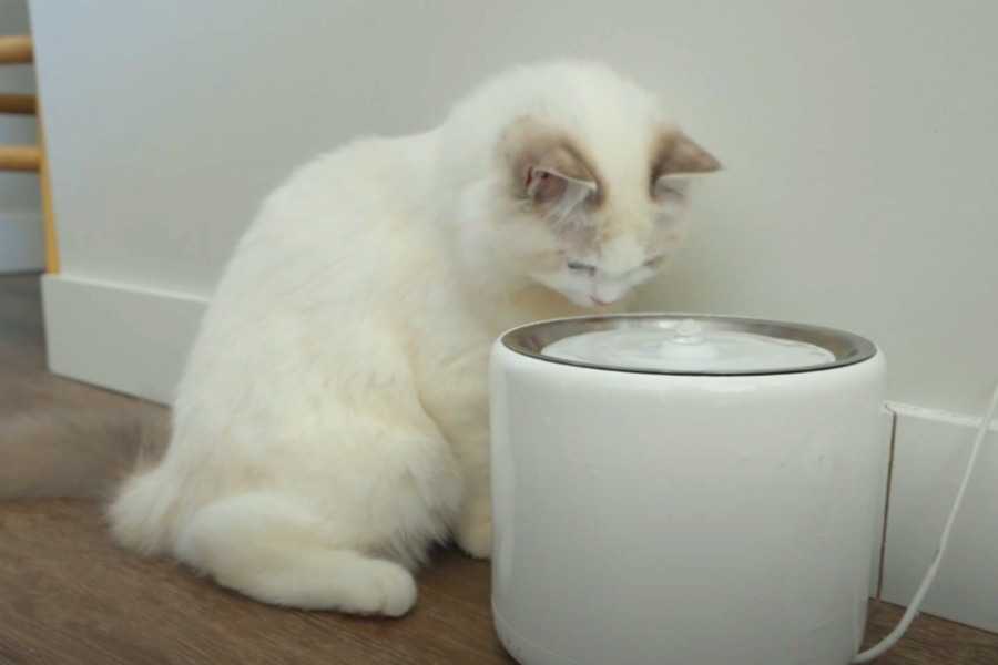 10 Tips to Encourage Your Cat to Drink More Water