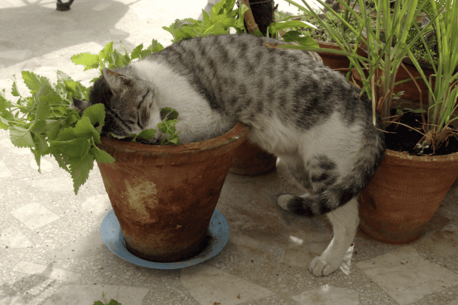 Cat Eating Catnip