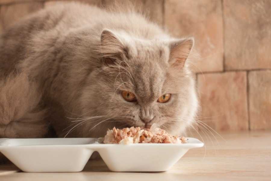 The Challenge with Wet Cat Food