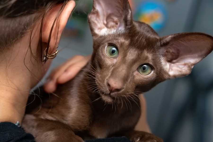 Oriental Shorthair
