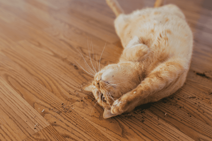 Cat Rolling in Catnip