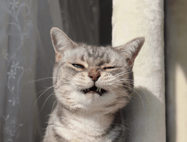 Why Does Your Cat Act So Weird? Explained By Experts