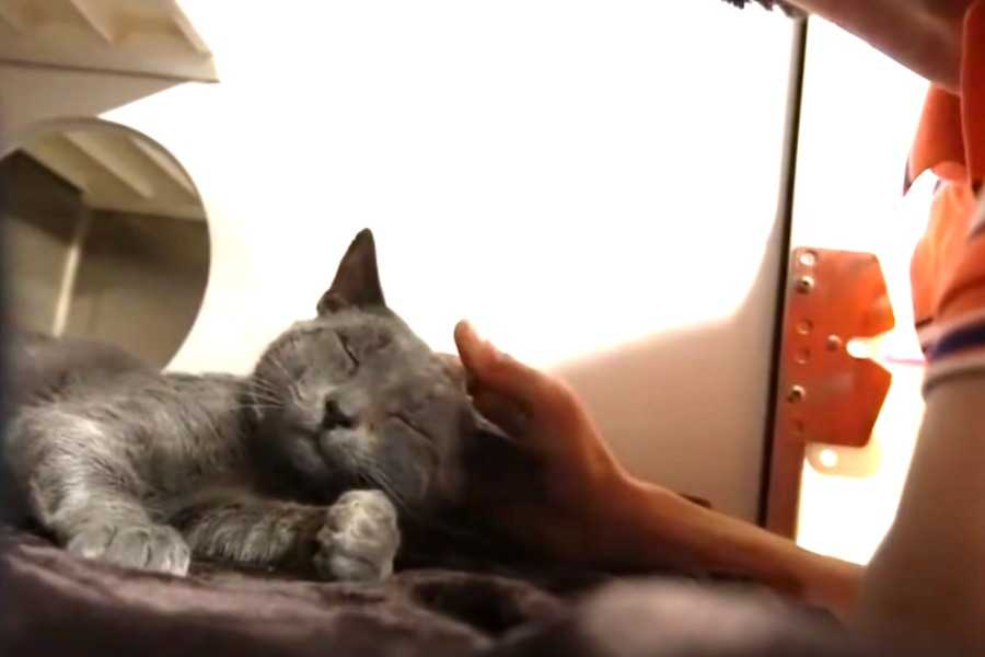 Recognizing the Signs of Heat in Cats