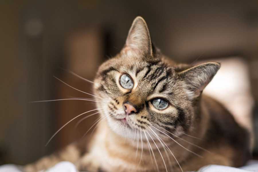 The Bottom Line: Laser Pointers and Cats