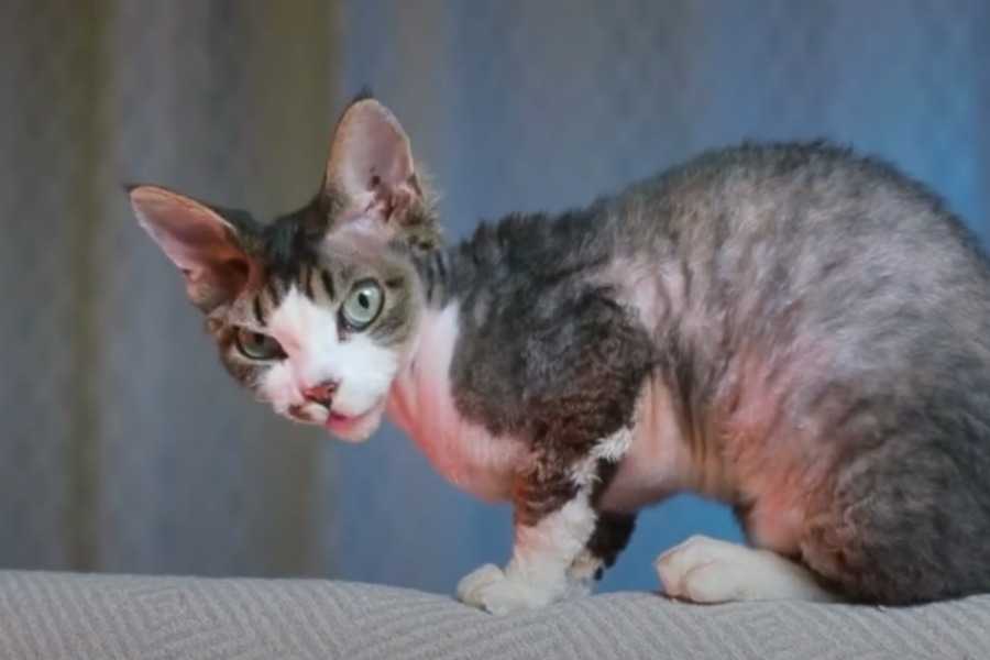 Devon Rex