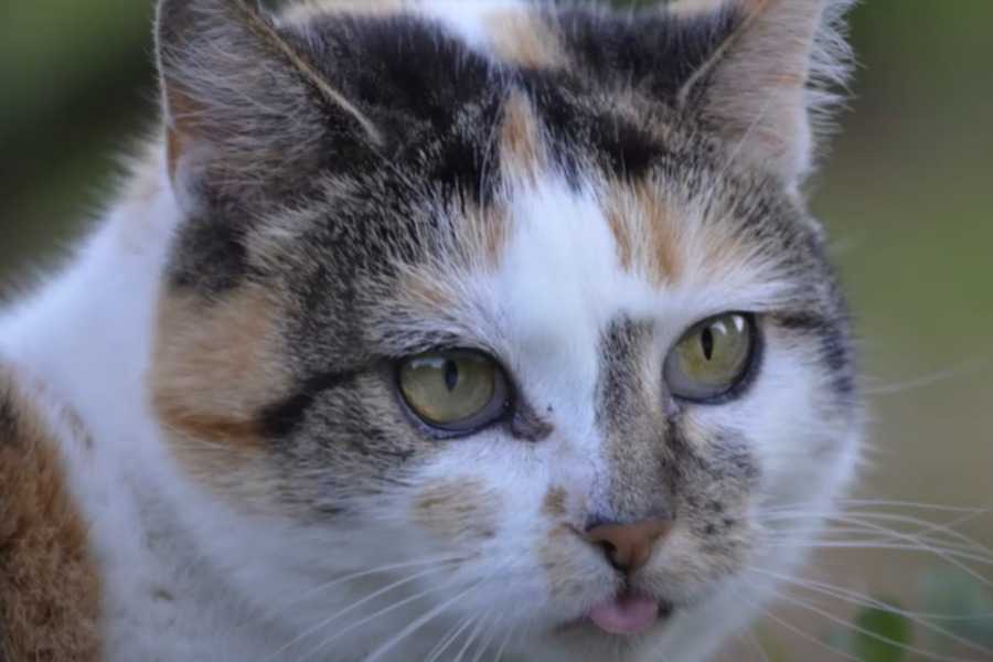 The Blep and the Flehmen Response