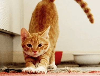 How Long & How Often Cats Are In Heat?