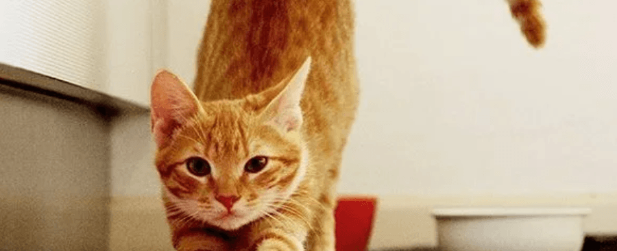 How Long & How Often Cats Are In Heat?