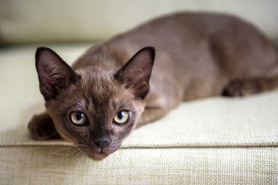 burmese cat