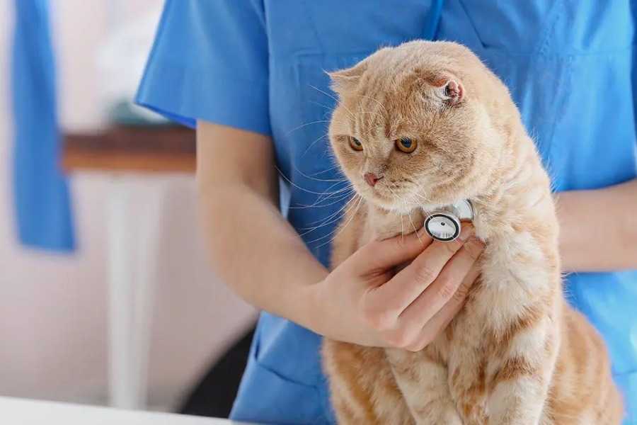 Consult with Your Vet