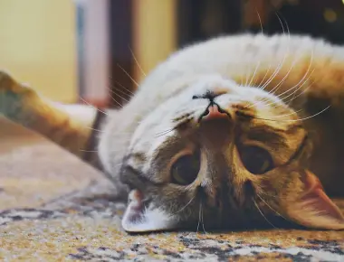 17 Best Cat Breeds for First-Time Owners