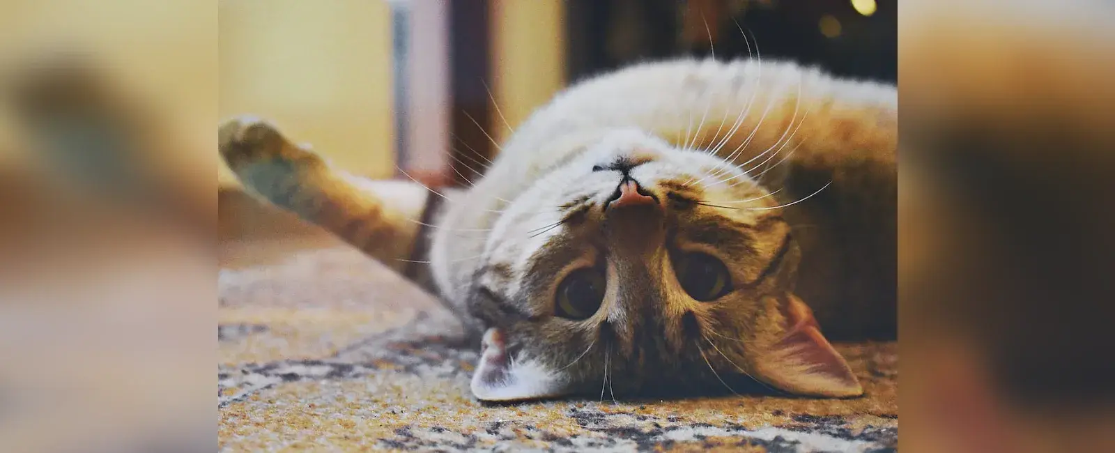 17 Best Cat Breeds for First-Time Owners