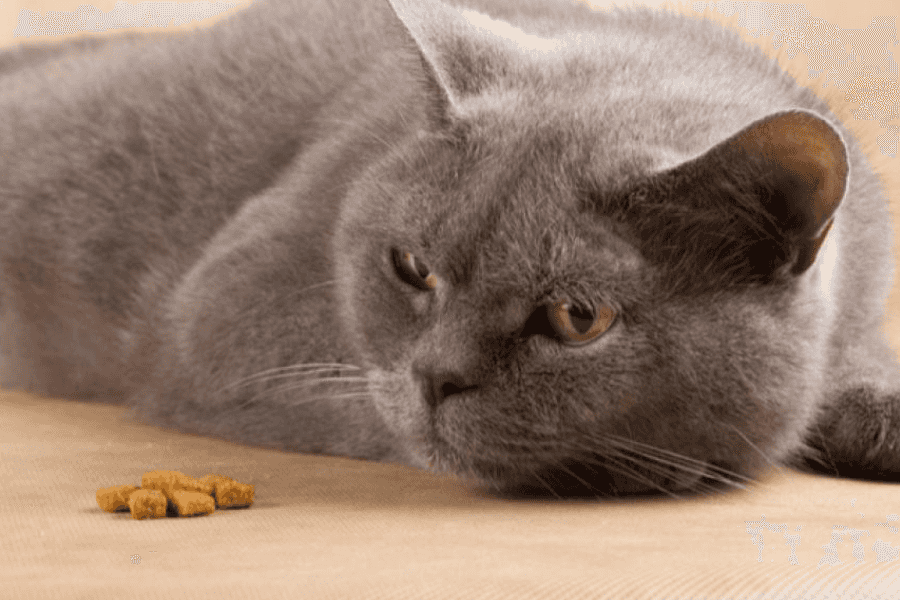 Gastrointestinal Problems