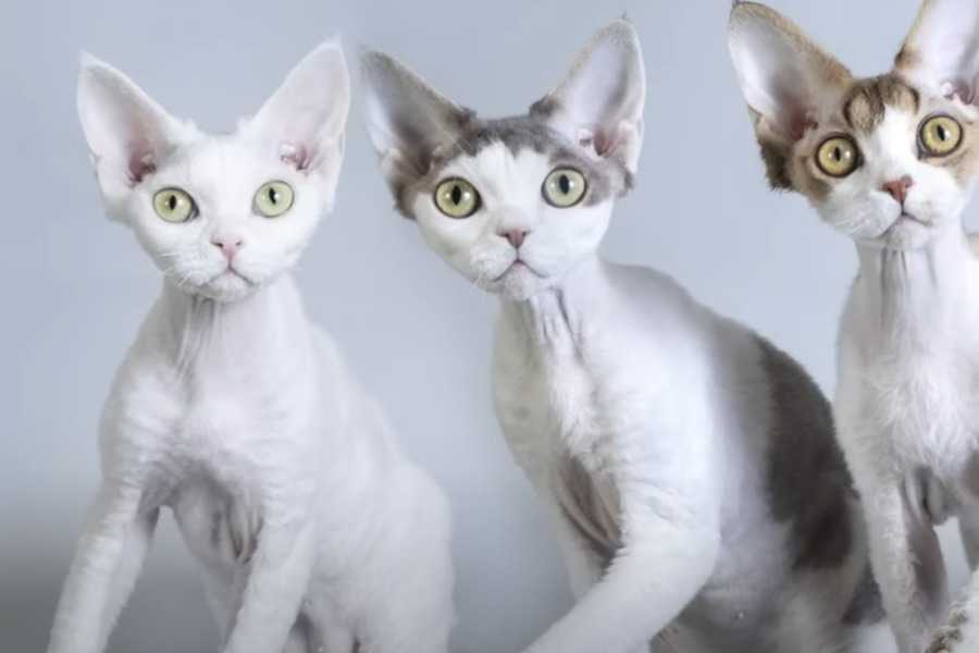 Devon Rex