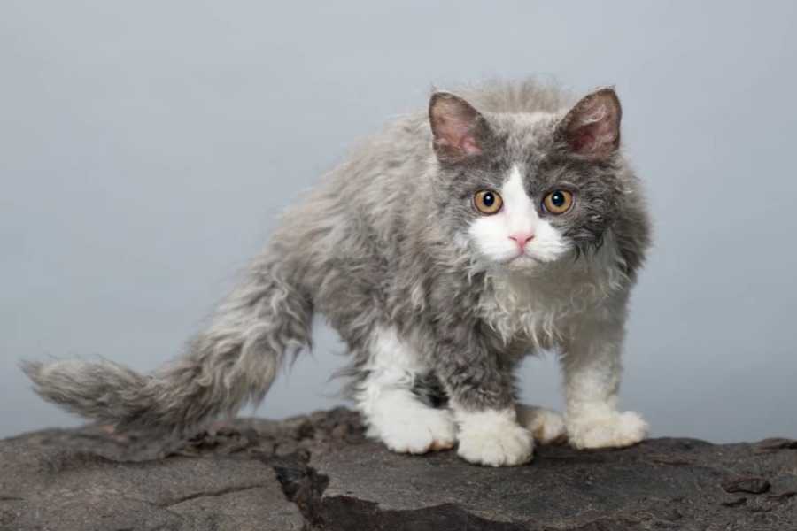 Selkirk Rex