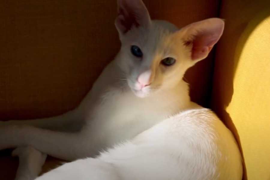 Oriental Shorthair