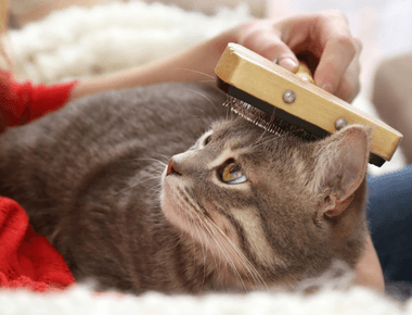 What Cat Food Helps with Shedding?