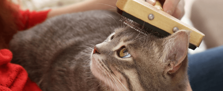 What Cat Food Helps with Shedding?