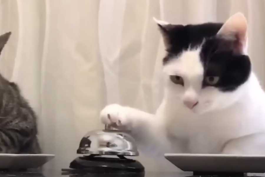 They Will Remind You to Feed Them