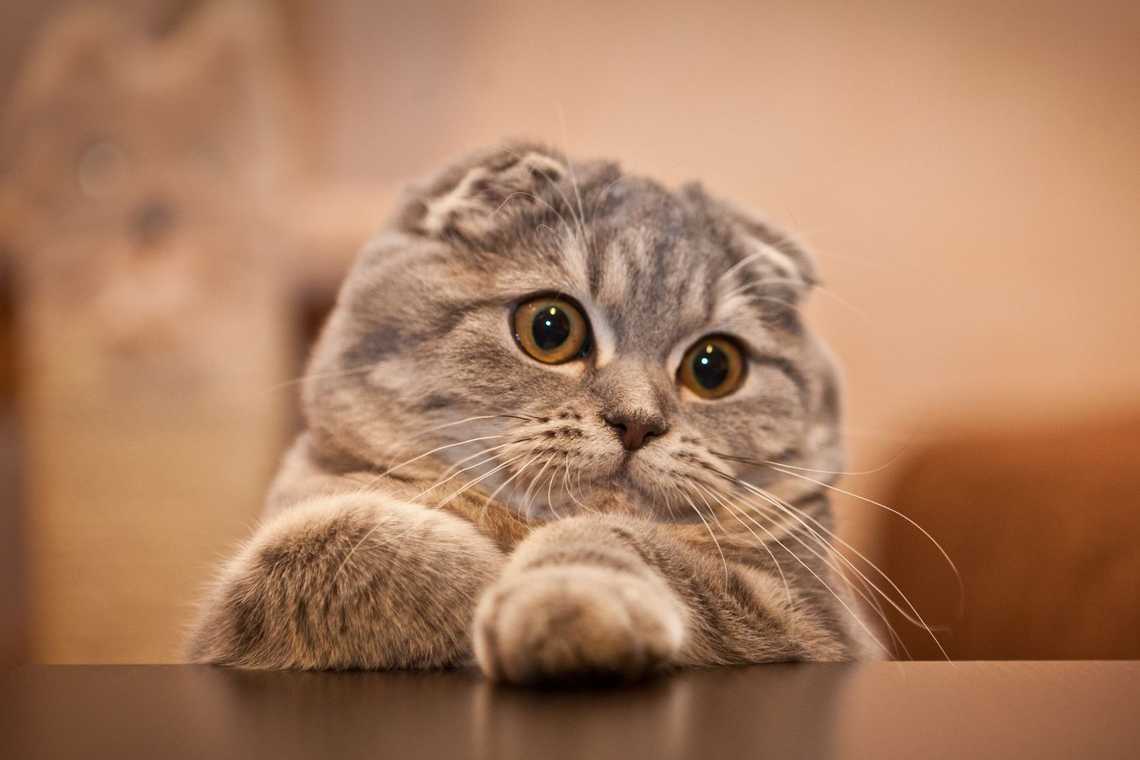 scottish fold