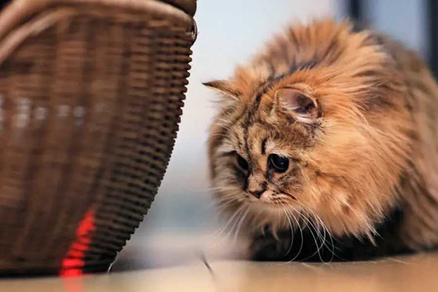 Safety Concerns with Laser Pointers