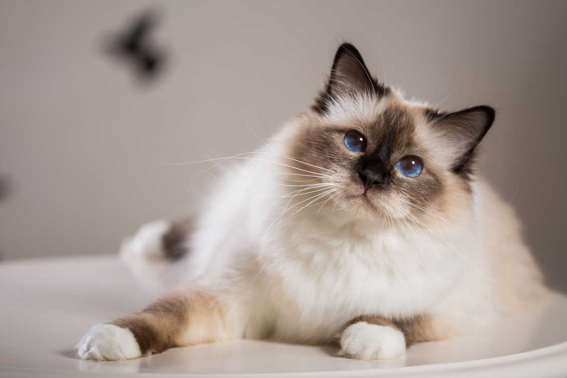 birman