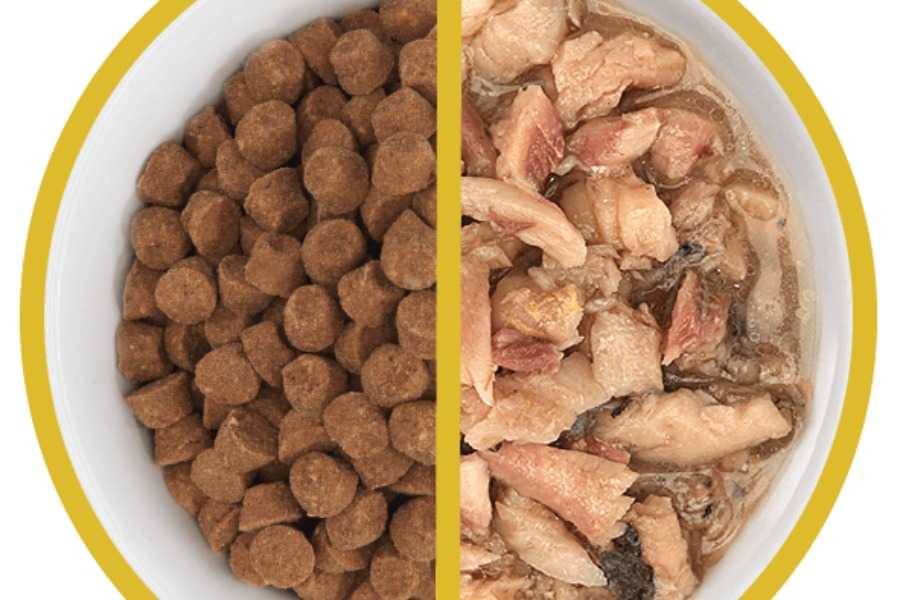 Transitioning Your Cat to Wet Food