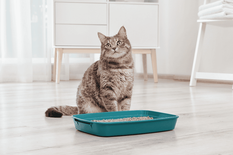 Preventing Constipation Recurrence