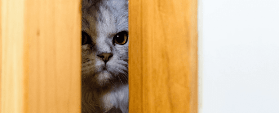 Why Don't Cats Like Closed Doors? 5 Possible Reasons đȘđș